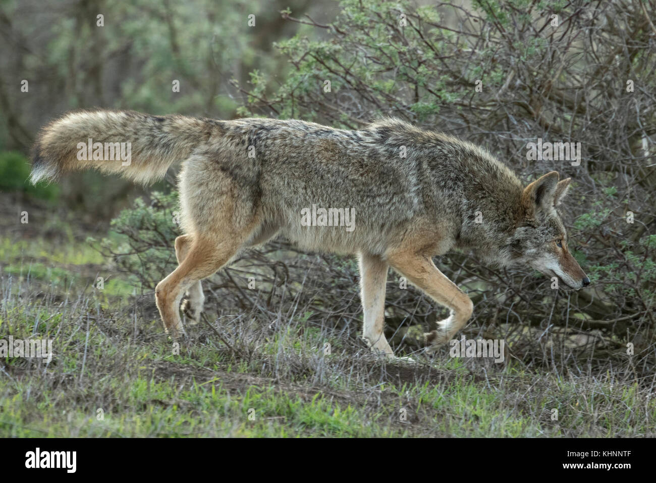 Coyote (Canis latrans) hunting, Point Reyes National Seashore ...