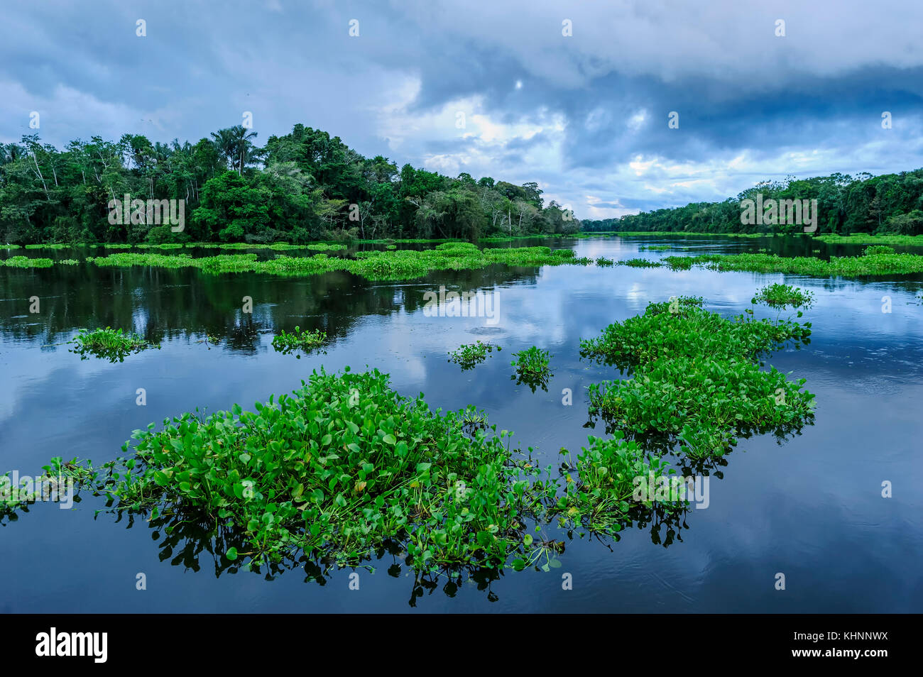Aquatic plants in river along rainforest, Solimoes River, Mamiraua