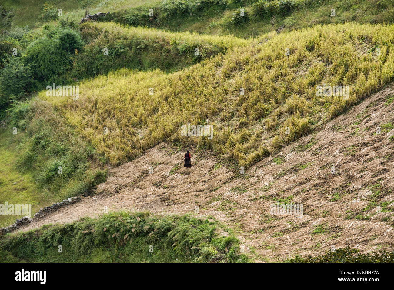 Harvest time in Chumling, Tsum Valley, Nepal Stock Photo