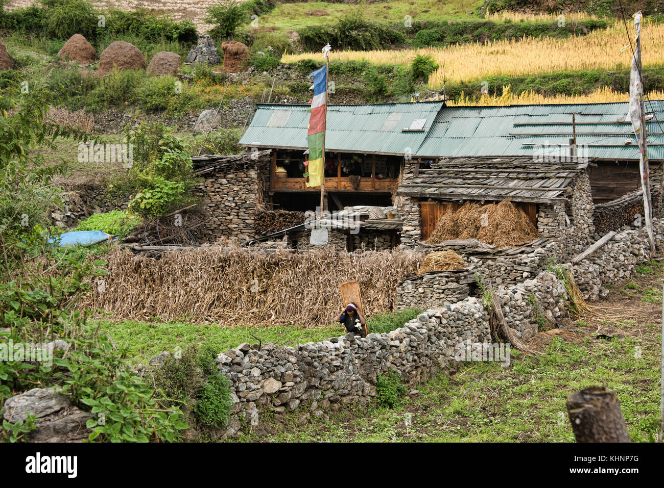 Harvest time in the Tsum Valley, Gorkha District, Nepal Stock Photo