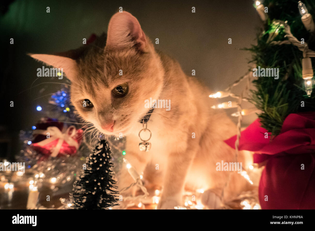 Christmas Holiday Kitten Stock Photo Alamy