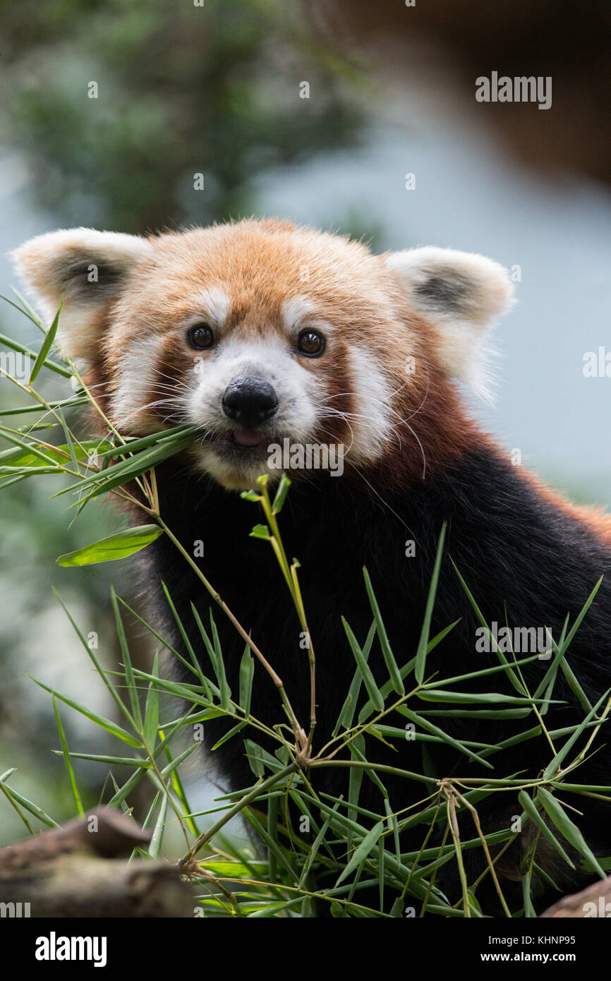 Lesser Panda (Ailurus fulgens) feeding on bamboo, native to Asia Stock ...