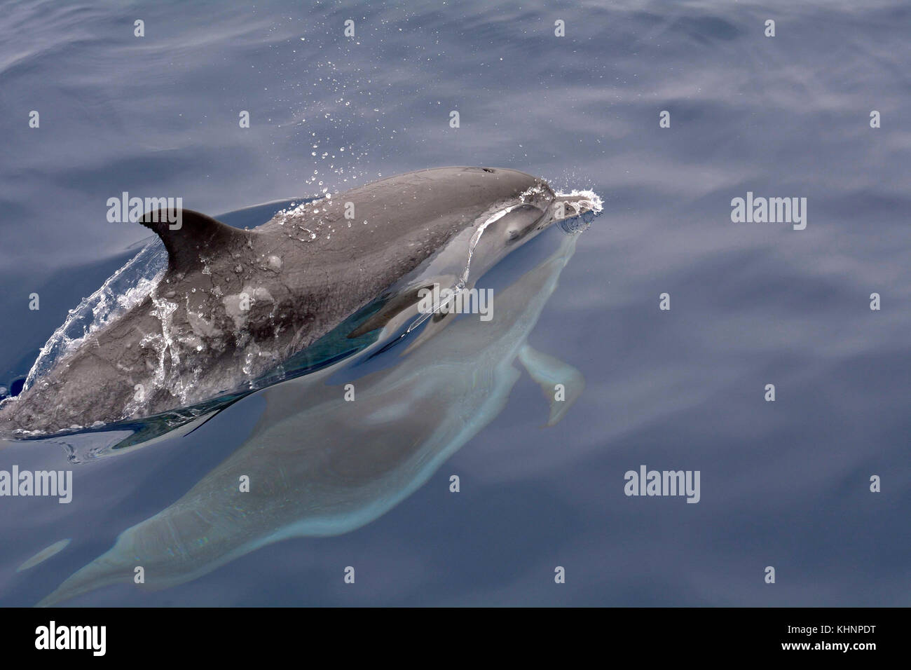 Atlantic Spotted Dolphin (Stenella frontalis) pair at surface, Canary Islands, Spain Stock Photo