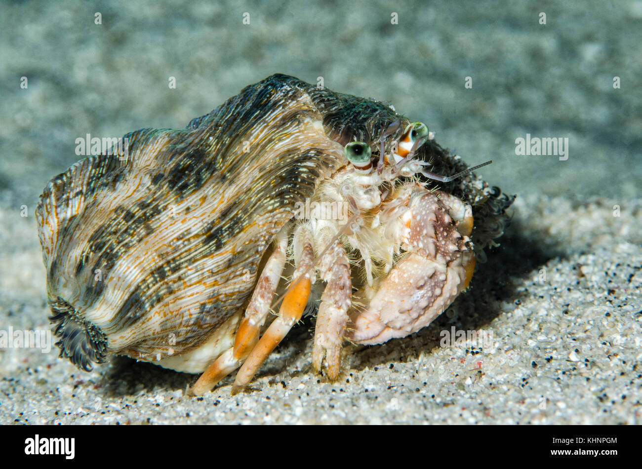Pale Anemone Hermit Crab (Dardanus deformis), Banda Sea, Indonesia ...