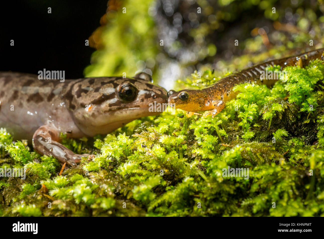 Coastal Giant Salamander (Dicamptodon tenebrosus) with Cascade Torrent