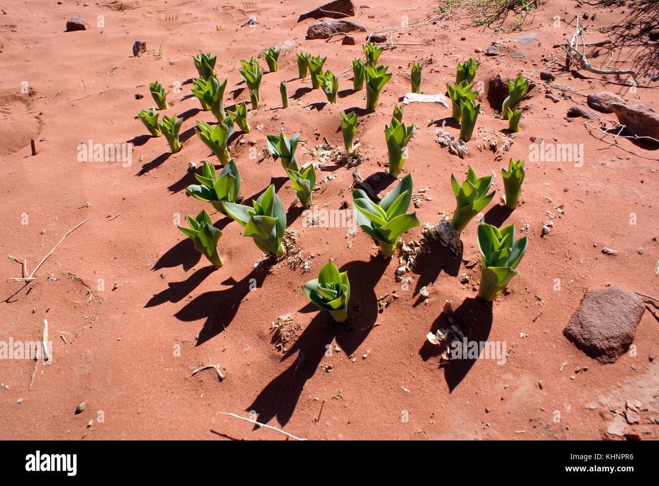 Une fleur du désert : Fleurs : Wadi Rum : Wadi Rum et mer Rouge : Jordanie  