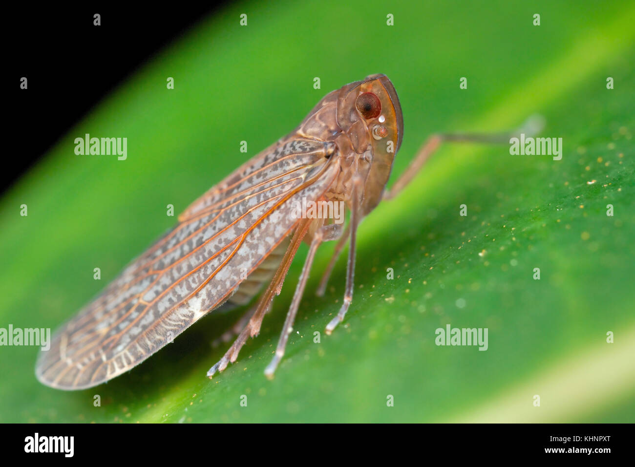Leafhopper (Cicadellidae), Danum Valley Conservation Area, Sabah, Borneo, Malaysia Stock Photo
