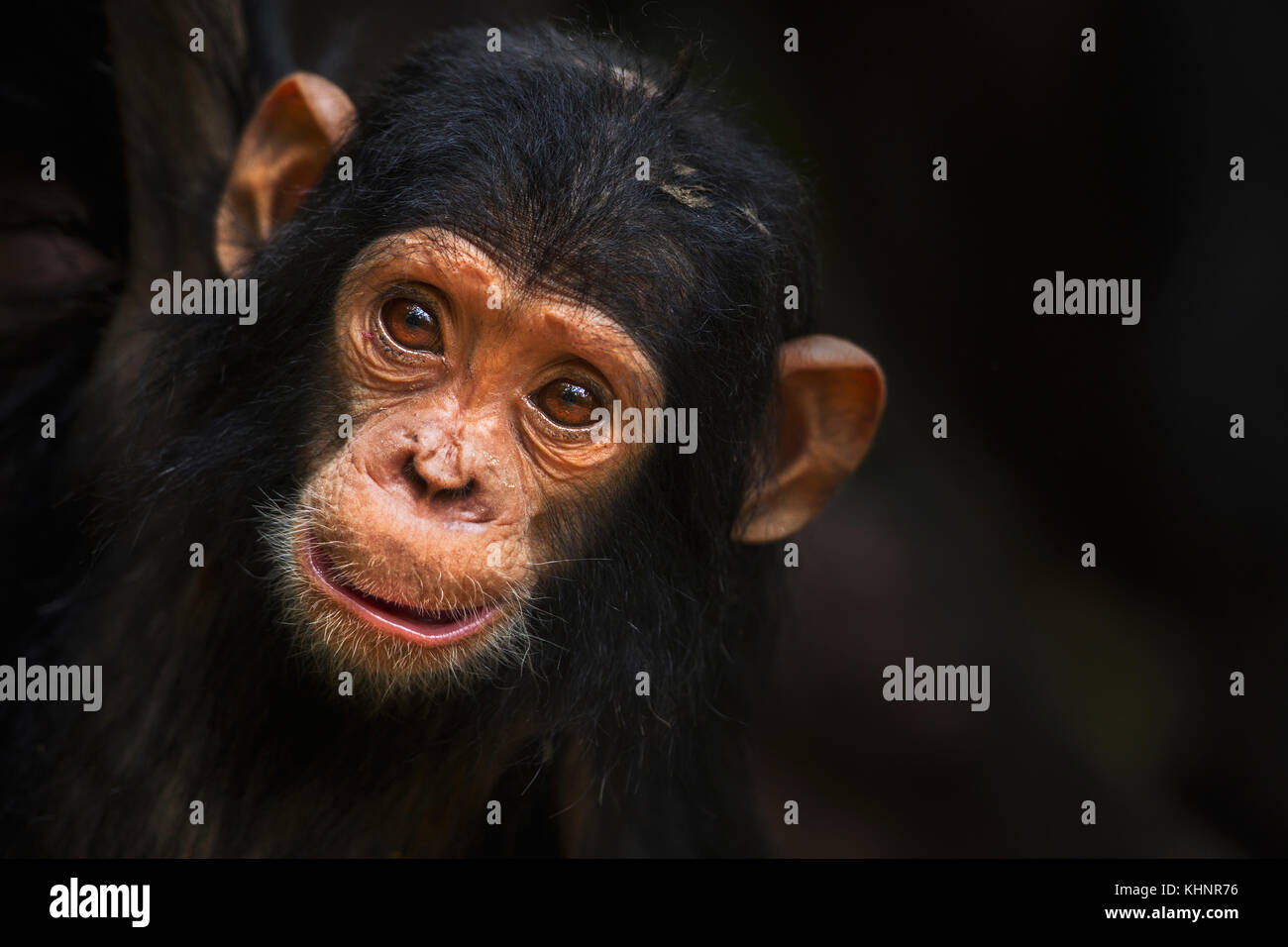 Eastern Chimpanzee (Pan troglodytes schweinfurthii) young female, one