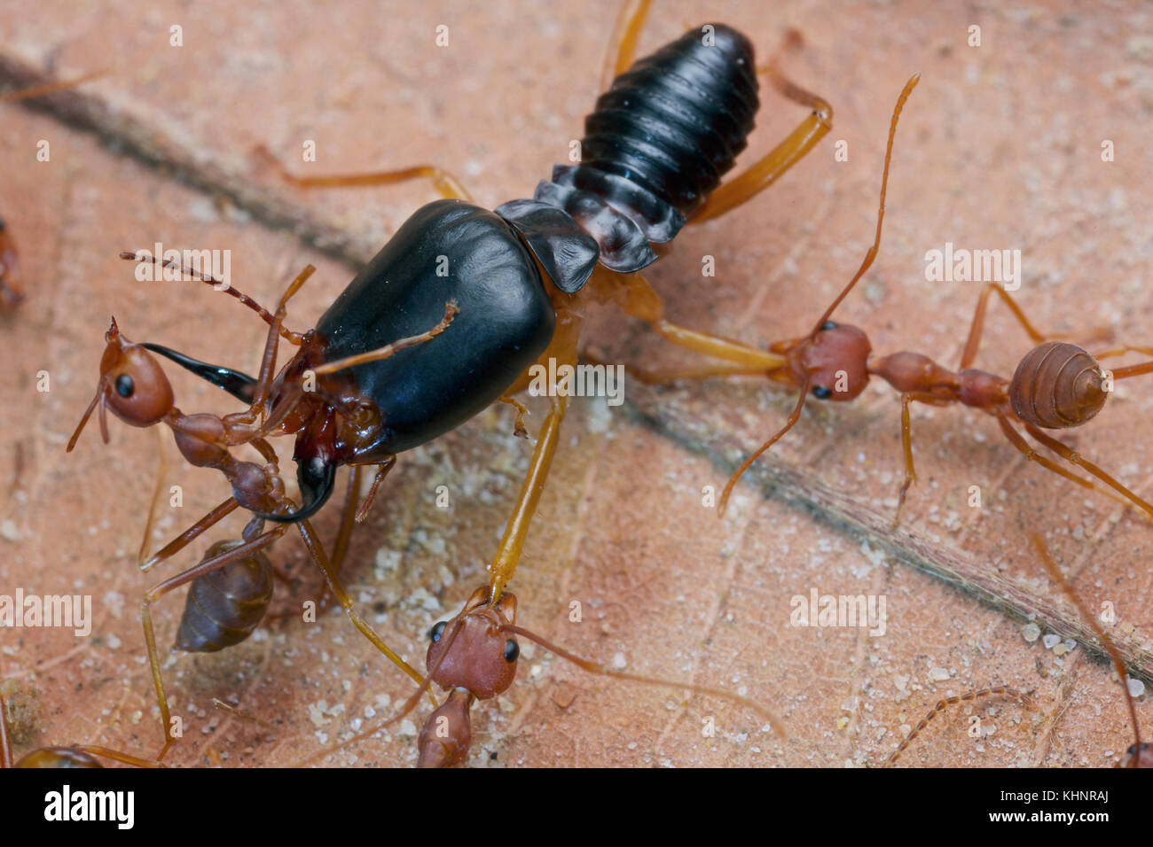 Green Tree Ant (Oecophylla smaragdina) group attacking Termite