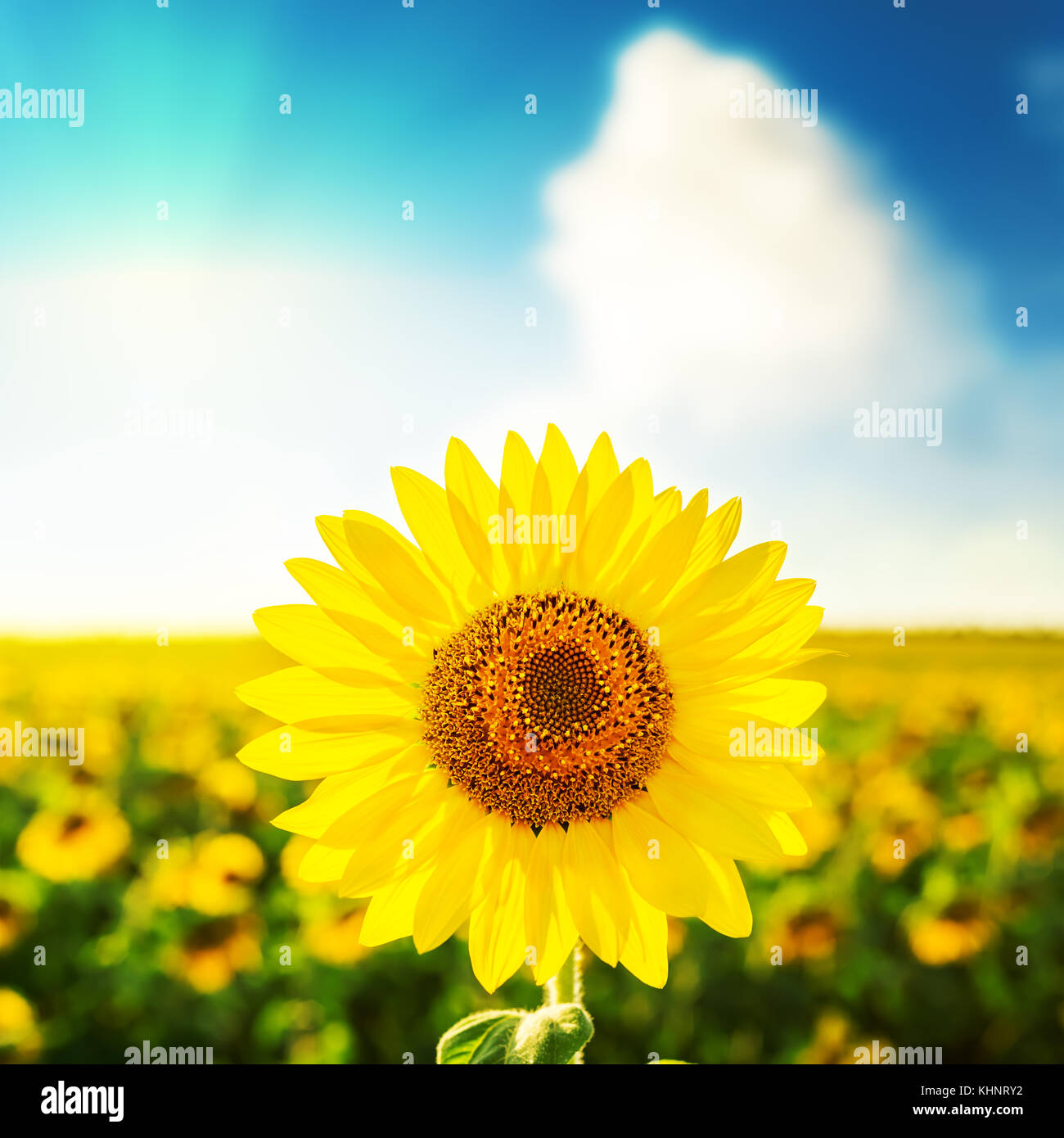 sunflower over field on sunset in blue sky Stock Photo - Alamy