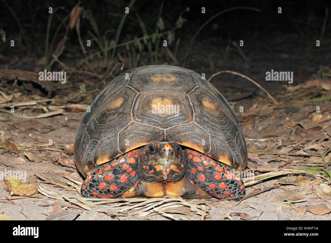 Red-footed Tortoise, Close-up from Front. Rio Claro, Pantanal, Brazil Stock Photo