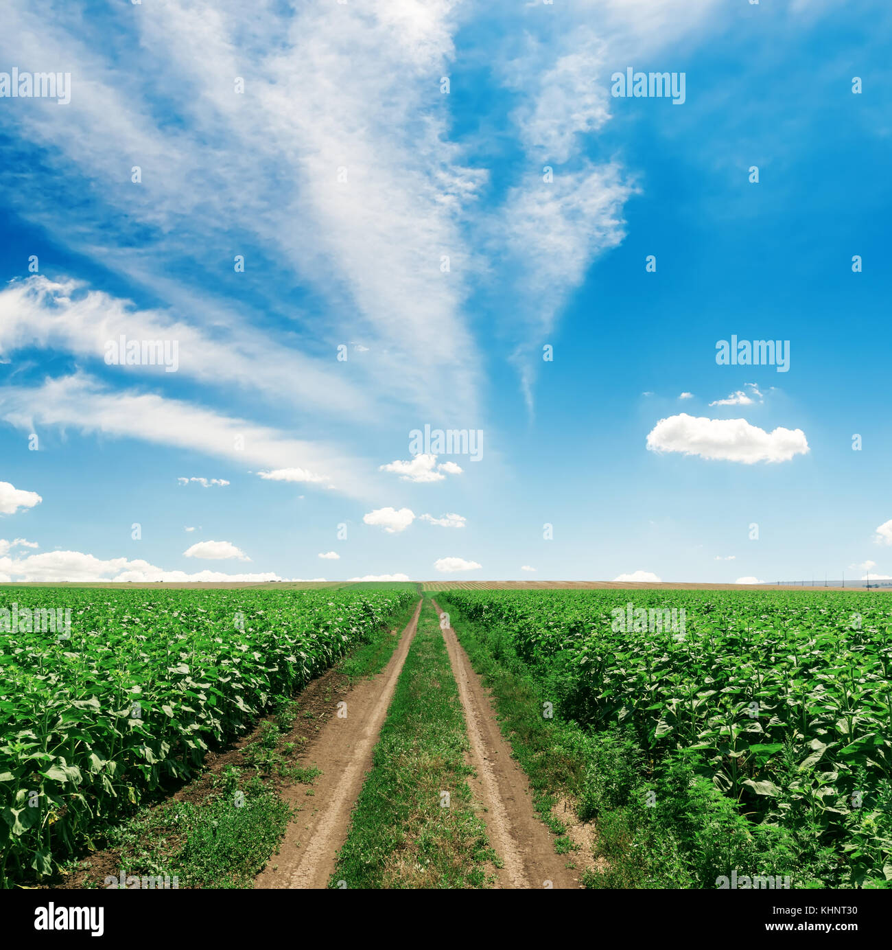 road in green field and blue sky with clouds Stock Photo - Alamy