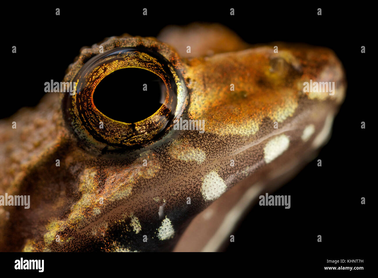 Boulenger's Madagascar Frog (Gephyromantis boulengeri), Antananarivo