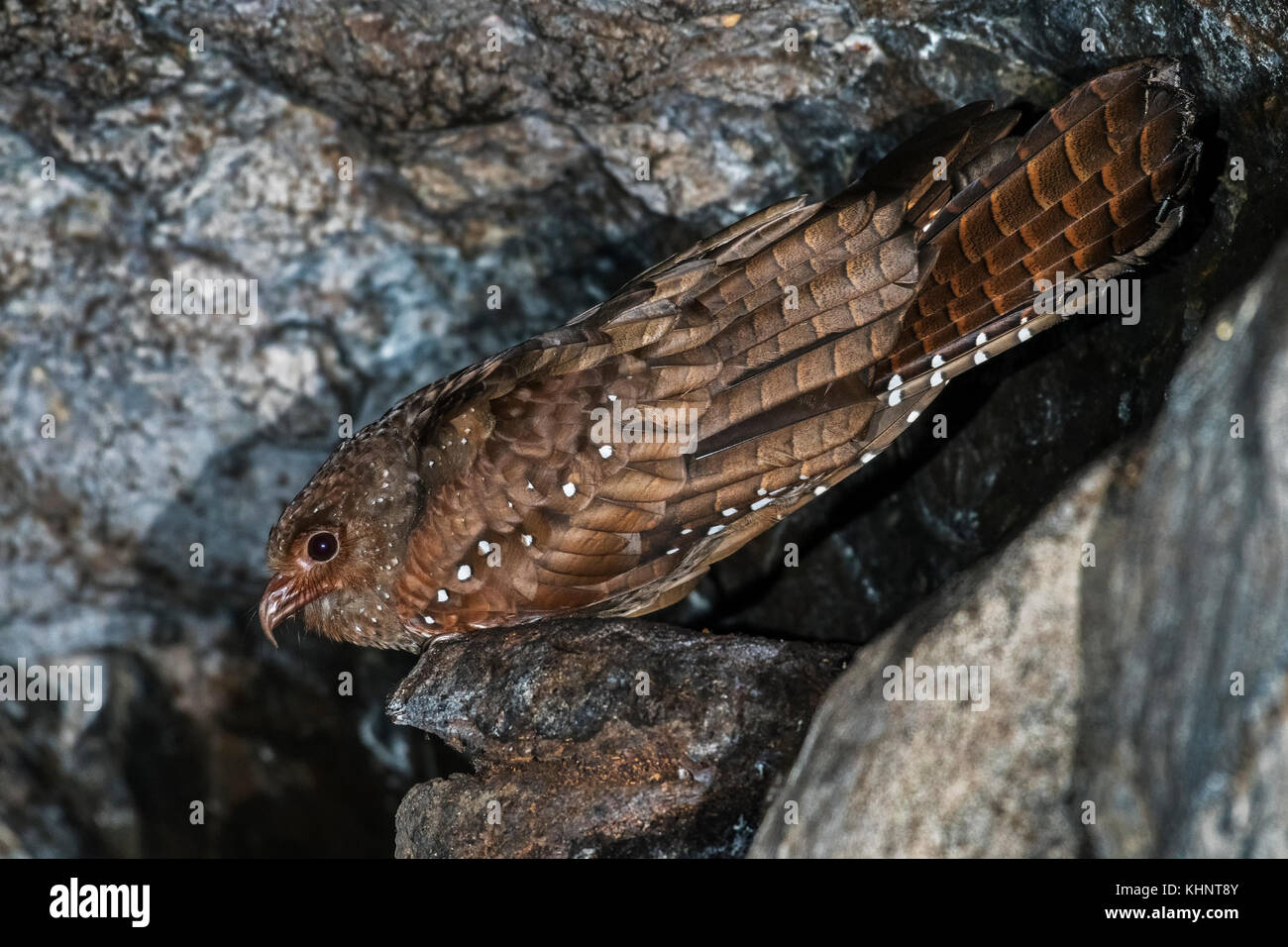 Oilbird Oilbird (Steatornis caripensis) on nest in cave, Guacharo Cave National ...