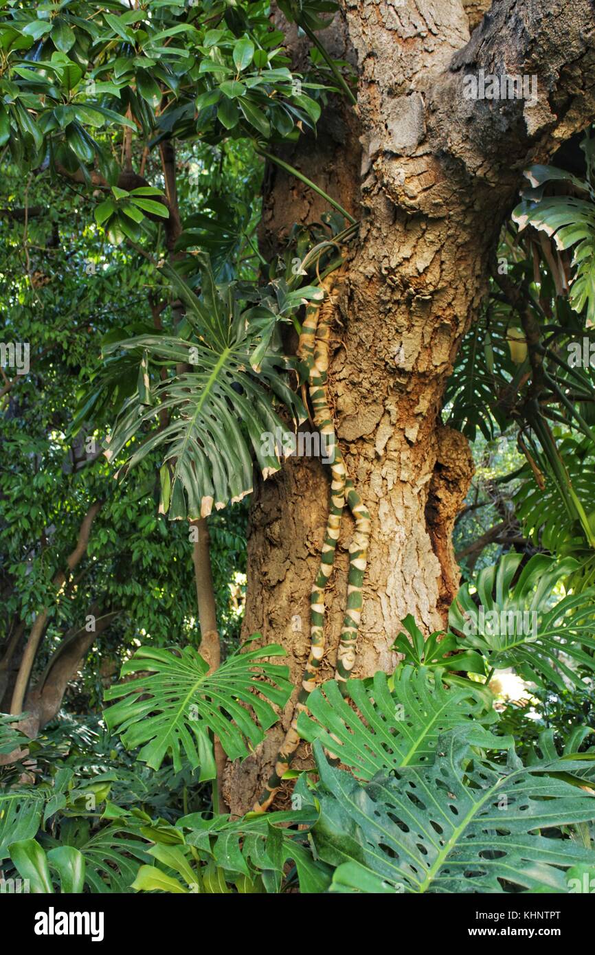 Green vegetation and tree trunk in the garden Stock Photo - Alamy