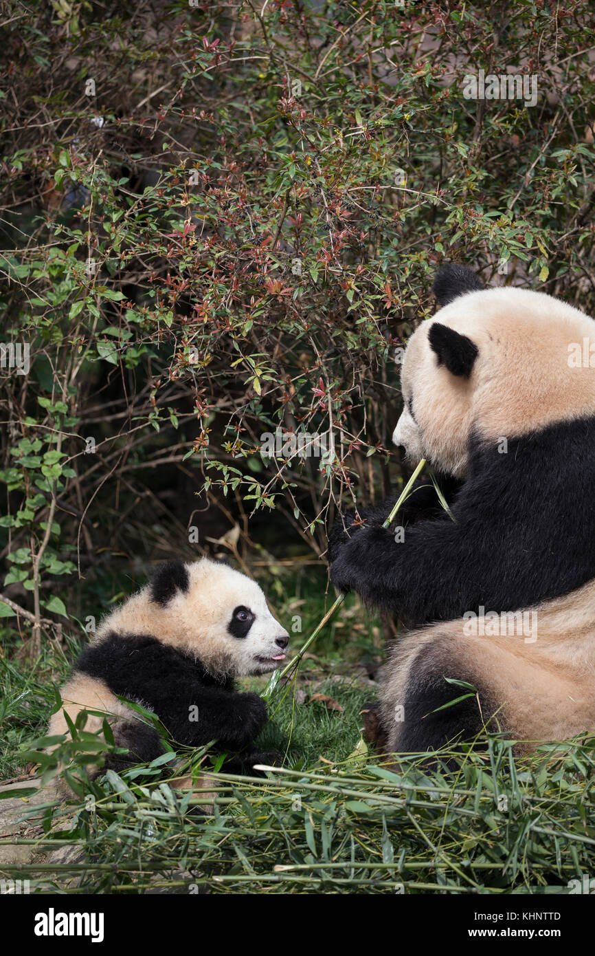Giant Panda Ailuropoda Melanoleuca Mother Feeding On Bamboo With Six