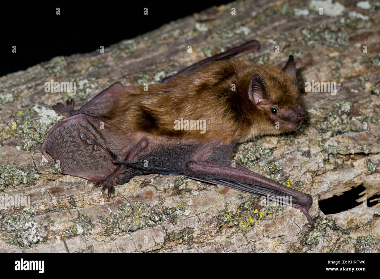 Little Brown Bat (Myotis lucifugus), Organization for Bat Conservation, Michigan Stock Photo