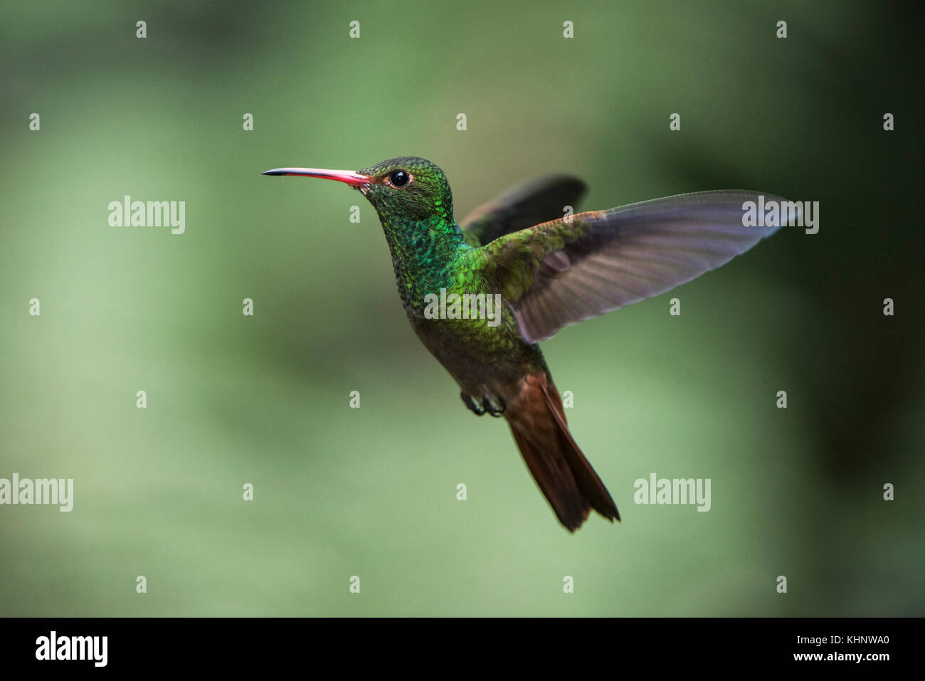 Rufous-tailed Hummingbird (Amazilia tzacatl) male flying, Mindo Cloud