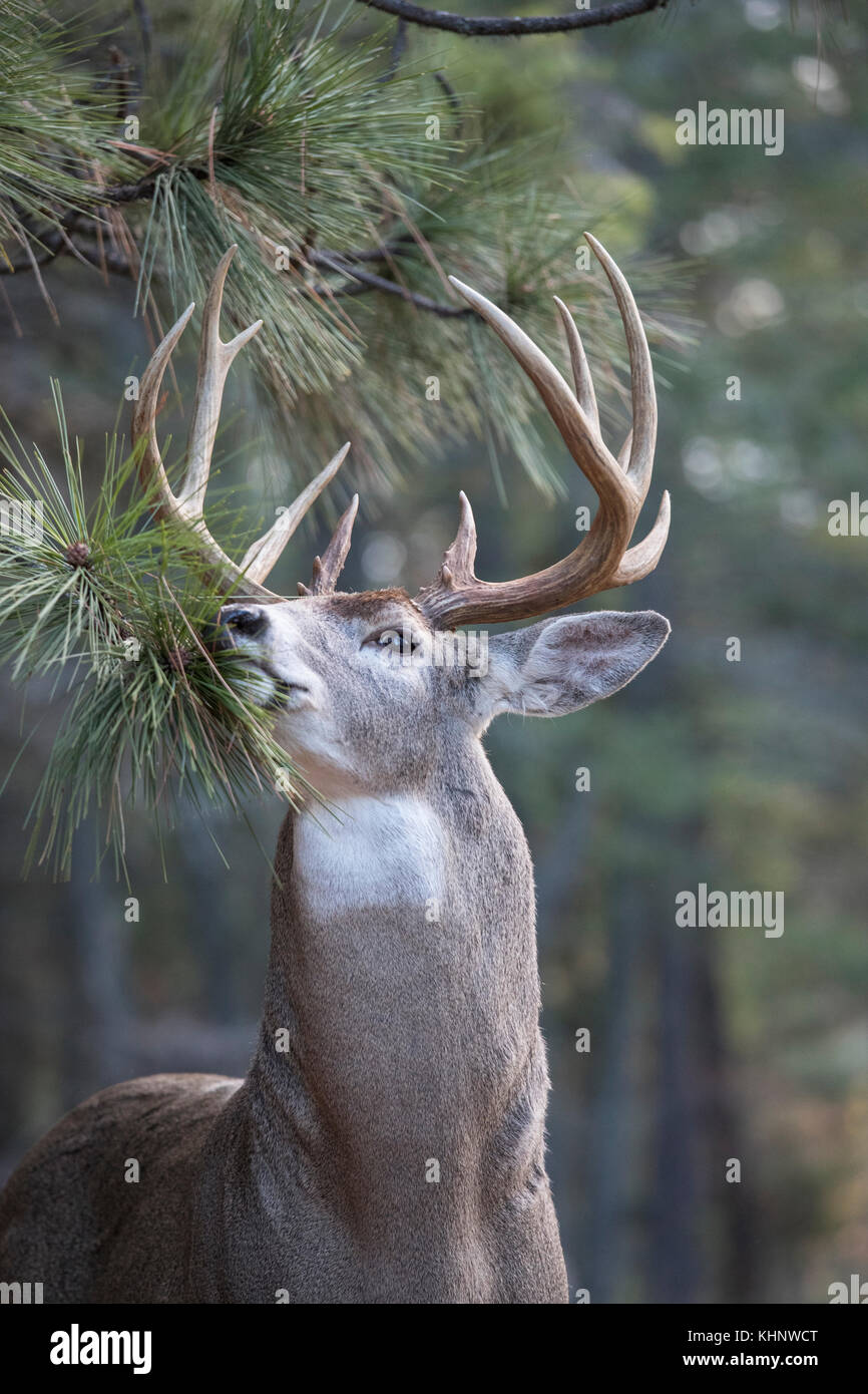 Whitetailed Deer (Odocoileus virginianus) buck at scrape on Ponderosa