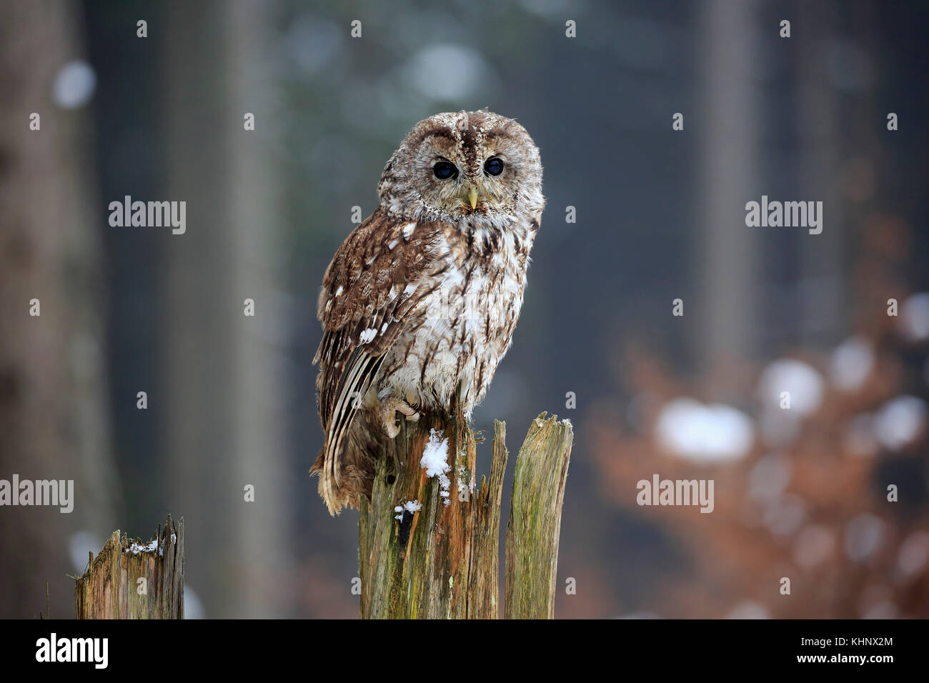 Tawny Owl (Strix aluco) in winter, Zdarske Vrchy, Bohemian-Moravian Highlands, Czech Republic Stock Photo