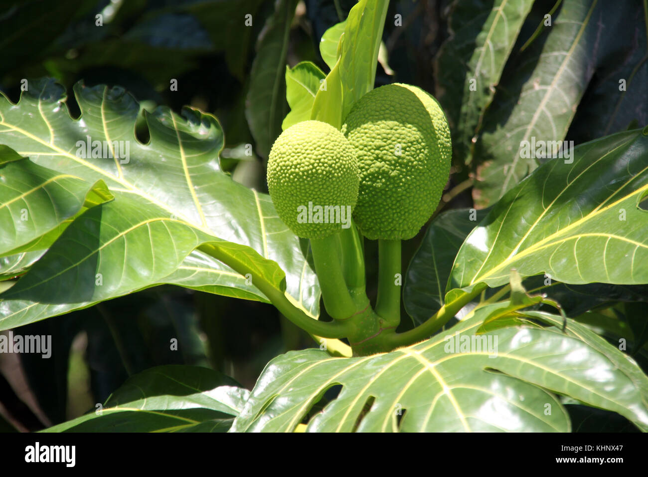 Big green leaves and bread tree fruis Stock Photo - Alamy