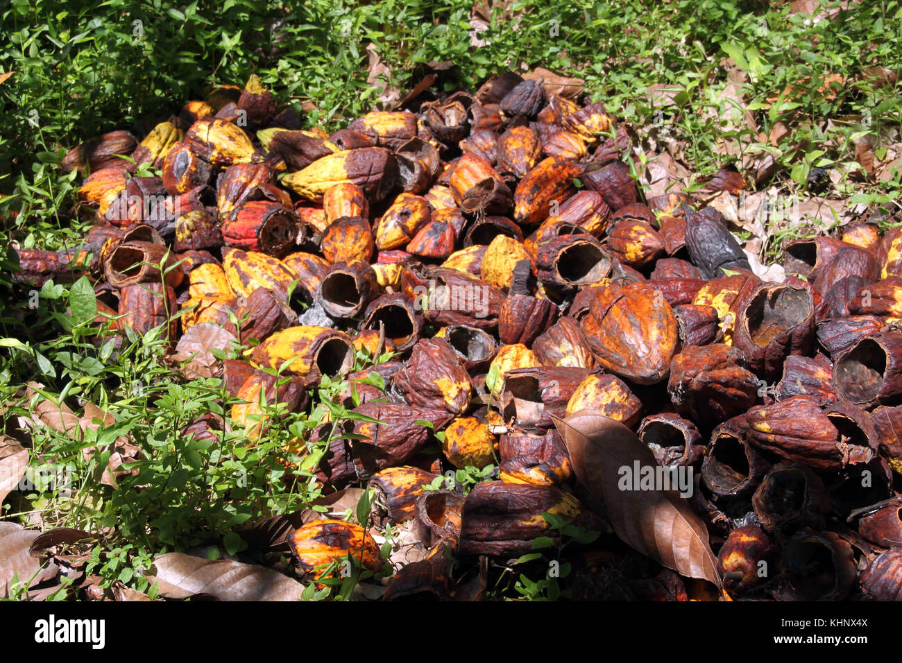 Harvesting of ripe cocoa beans in island Grenada Stock Photo Alamy