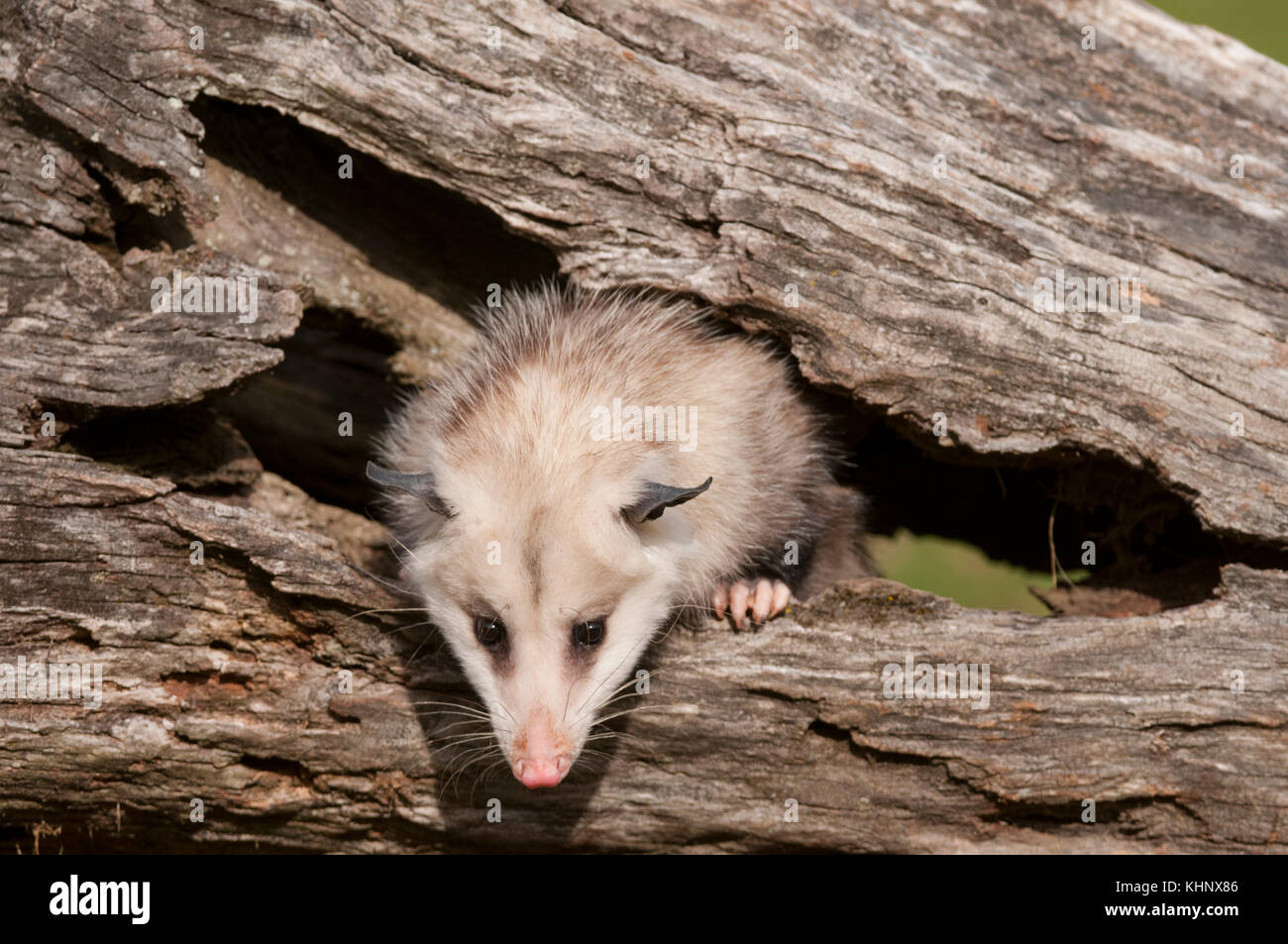 Virginia Opossum (Didelphis virginiana), Howell Nature Center, Michigan Stock Photo Alamy