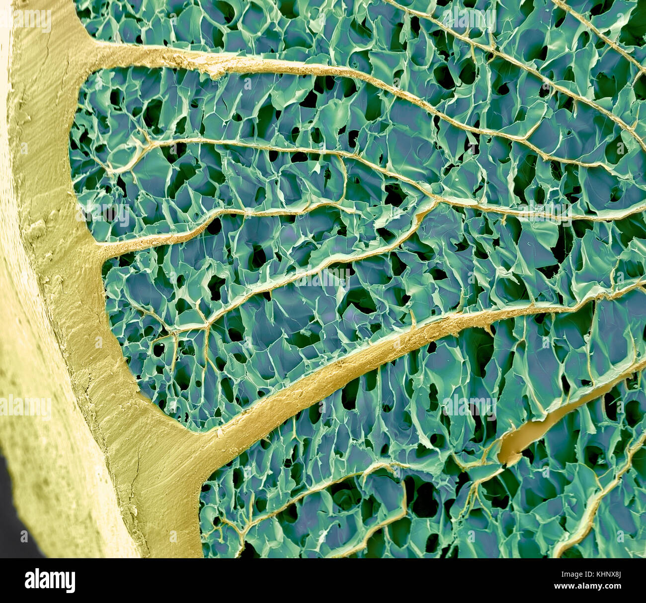 Porcupine (Hystricidae) quill crosssection, magnified at 100x Stock