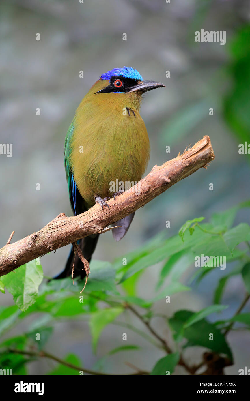 Blue-crowned Motmot (Momotus momota), Frankfurt, Germany Stock Photo ...