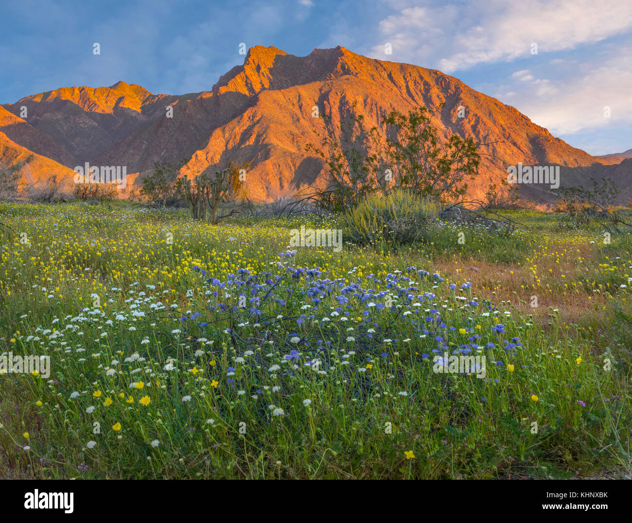 Desert Bluebell (Phacelia campanularia) and California Desert Dandelion