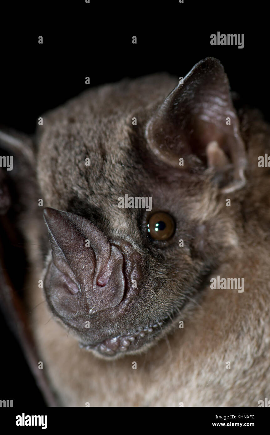 Jamaican Fruiteating Bat (Artibeus jamaicensis), Organization for Bat