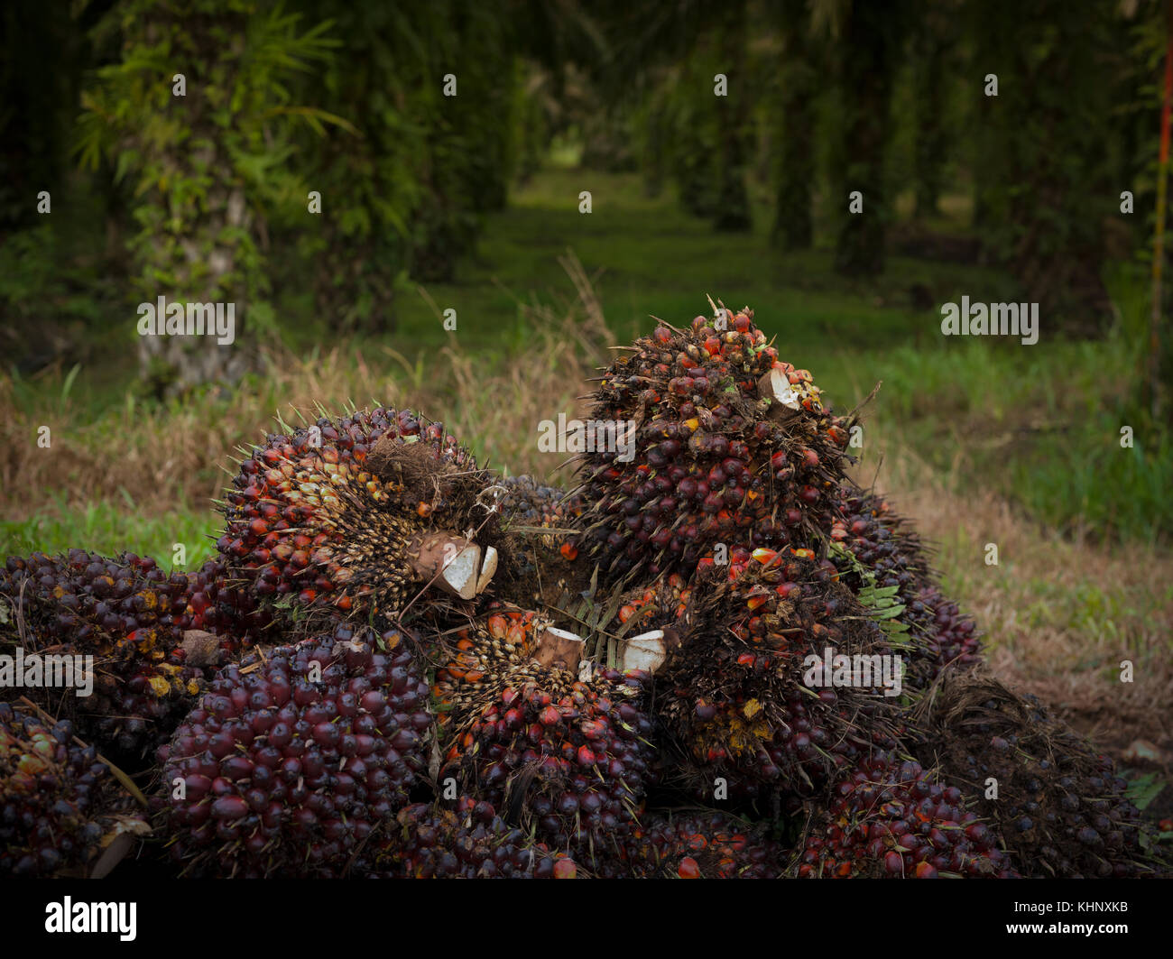 Palm trees, Asia, Indonesia, palm trees, Tropics Stock Photo Alamy