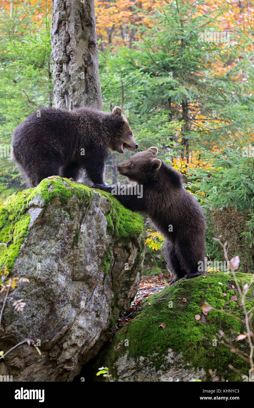 Brown Bear (Ursus arctos) cubs playing, Bavarian Forest National Park ...