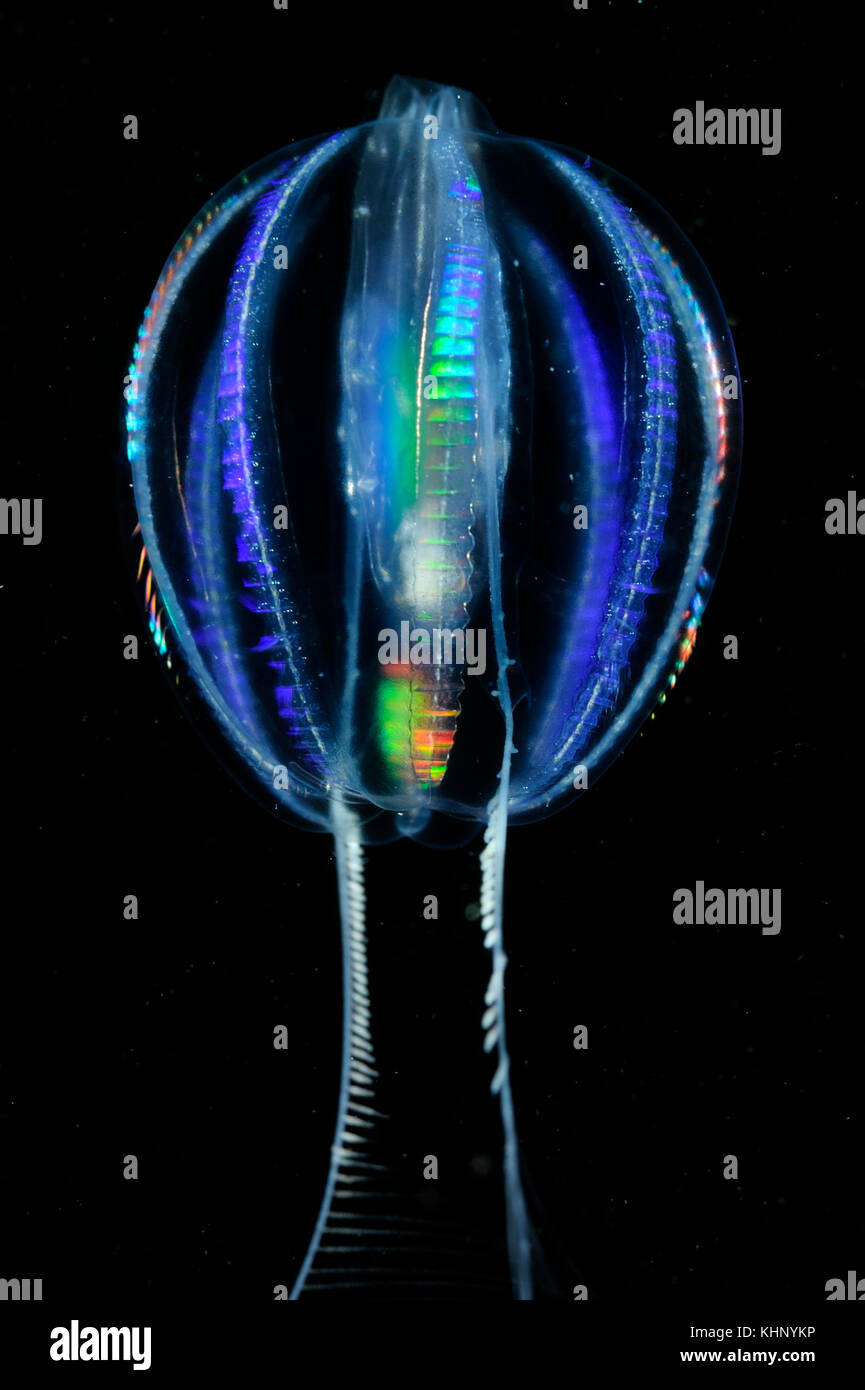 Sea Gooseberry (Pleurobrachia pileus) comb jelly, Grevelingen