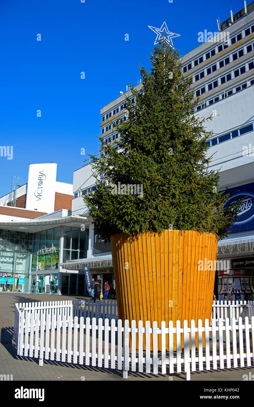 Huge Christmas tree in High Street, Southend on Sea, Essex, before the lights switch on event. Large container pot. Victoria shopping centre Stock Photo