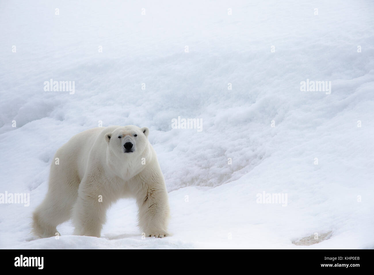 Polar Bear Ursus Maritimus Spitsbergen Svalbard Norway Stock Photo