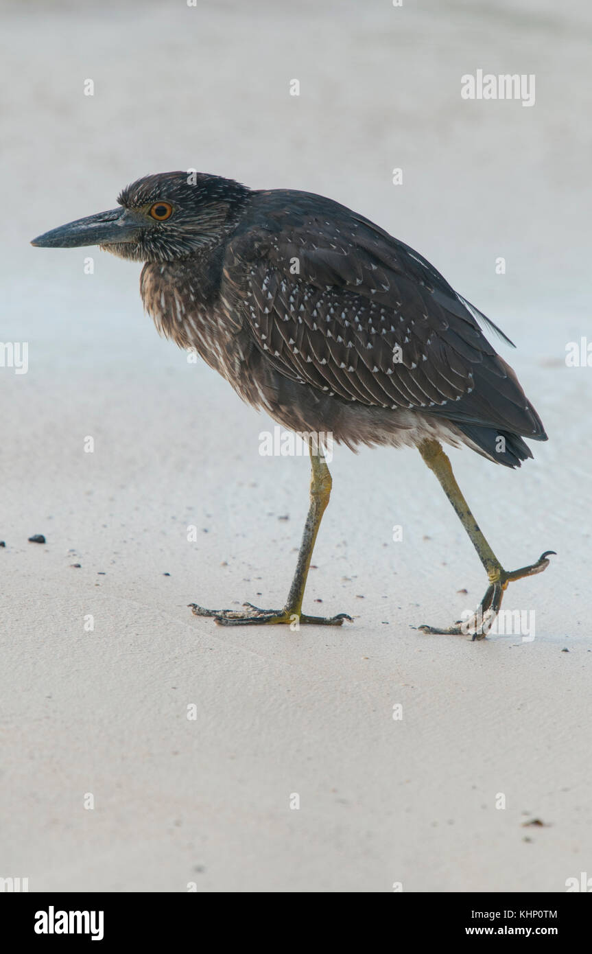 Lava Heron (Butorides sundevalli), Galapagos Islands, Ecuador Stock