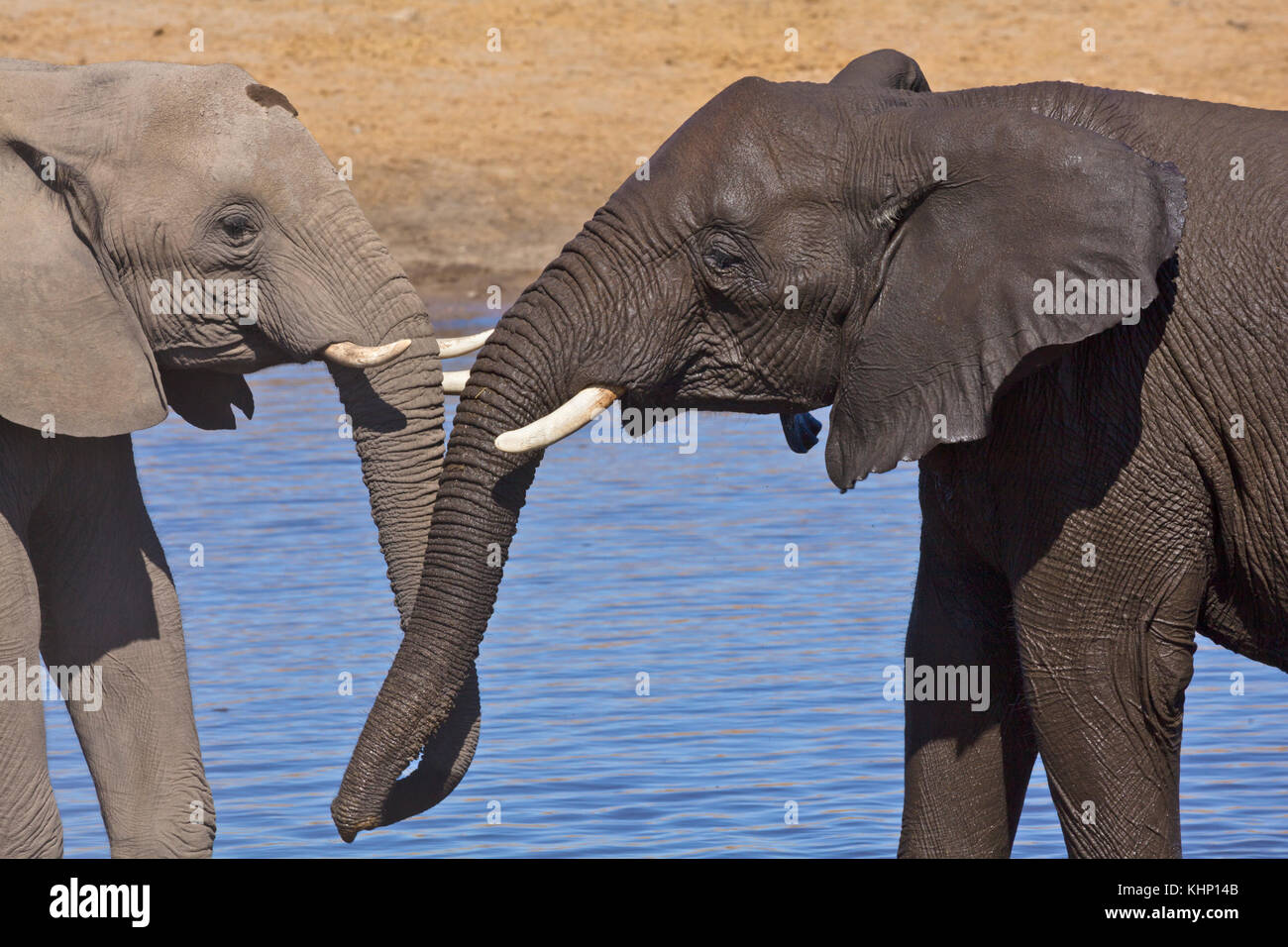 African Elephant (Loxodonta africana) sub-adults at waterhole in dry ...