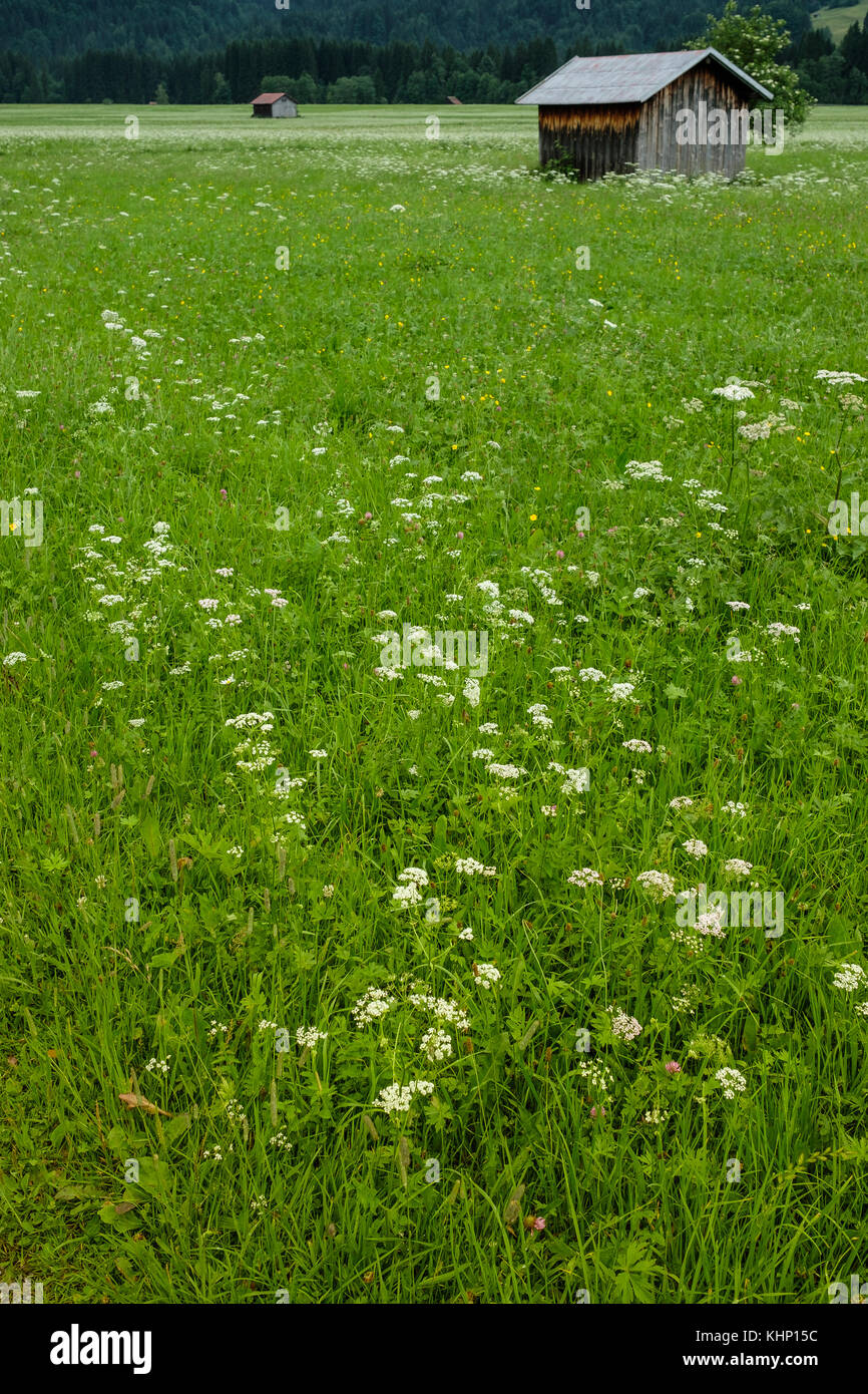 Green summer meadow with flowers in Bavaria Stock Photo