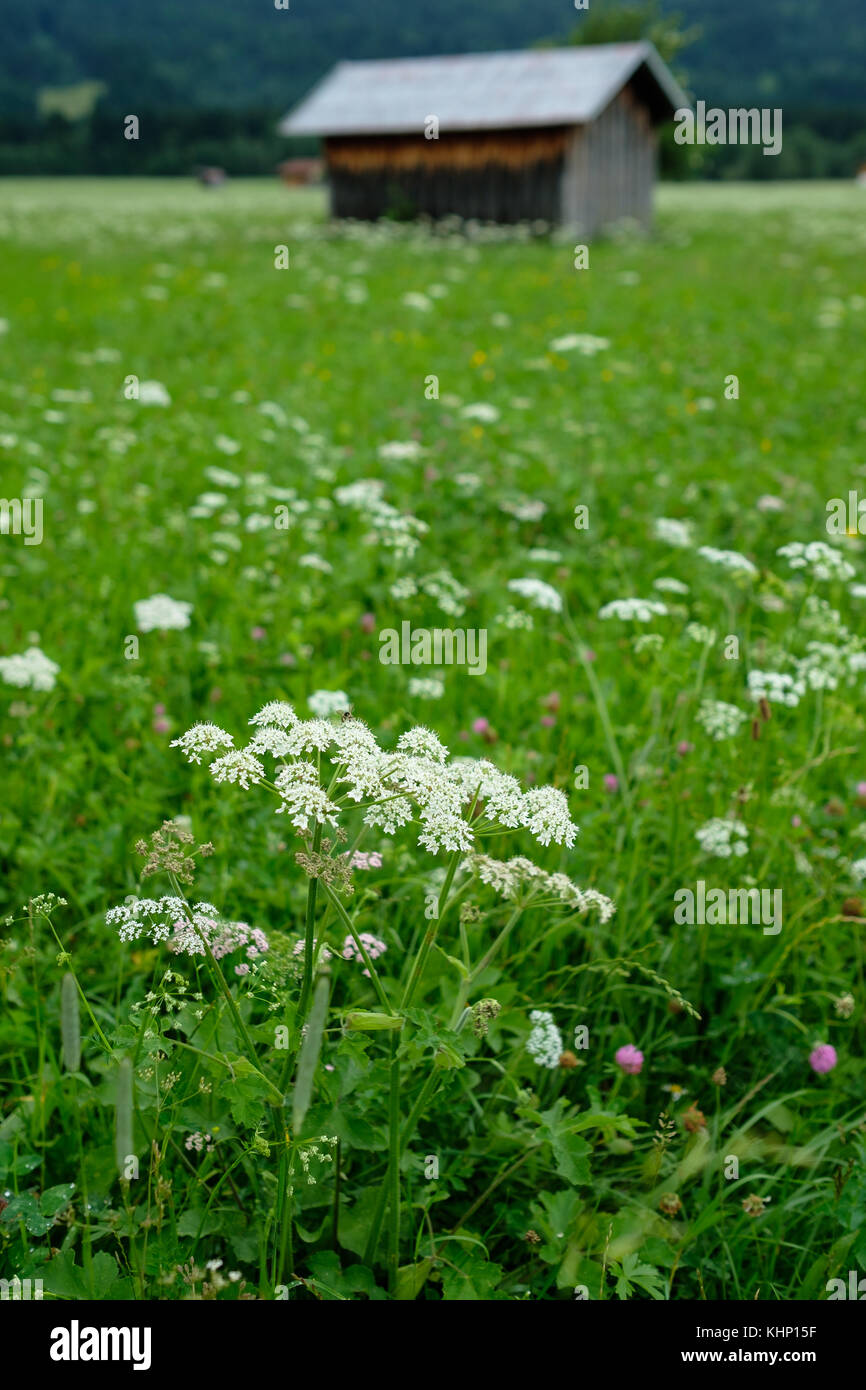 Pearl of Achillea on a flower meadow in Bavaria and vertical format Stock Photo