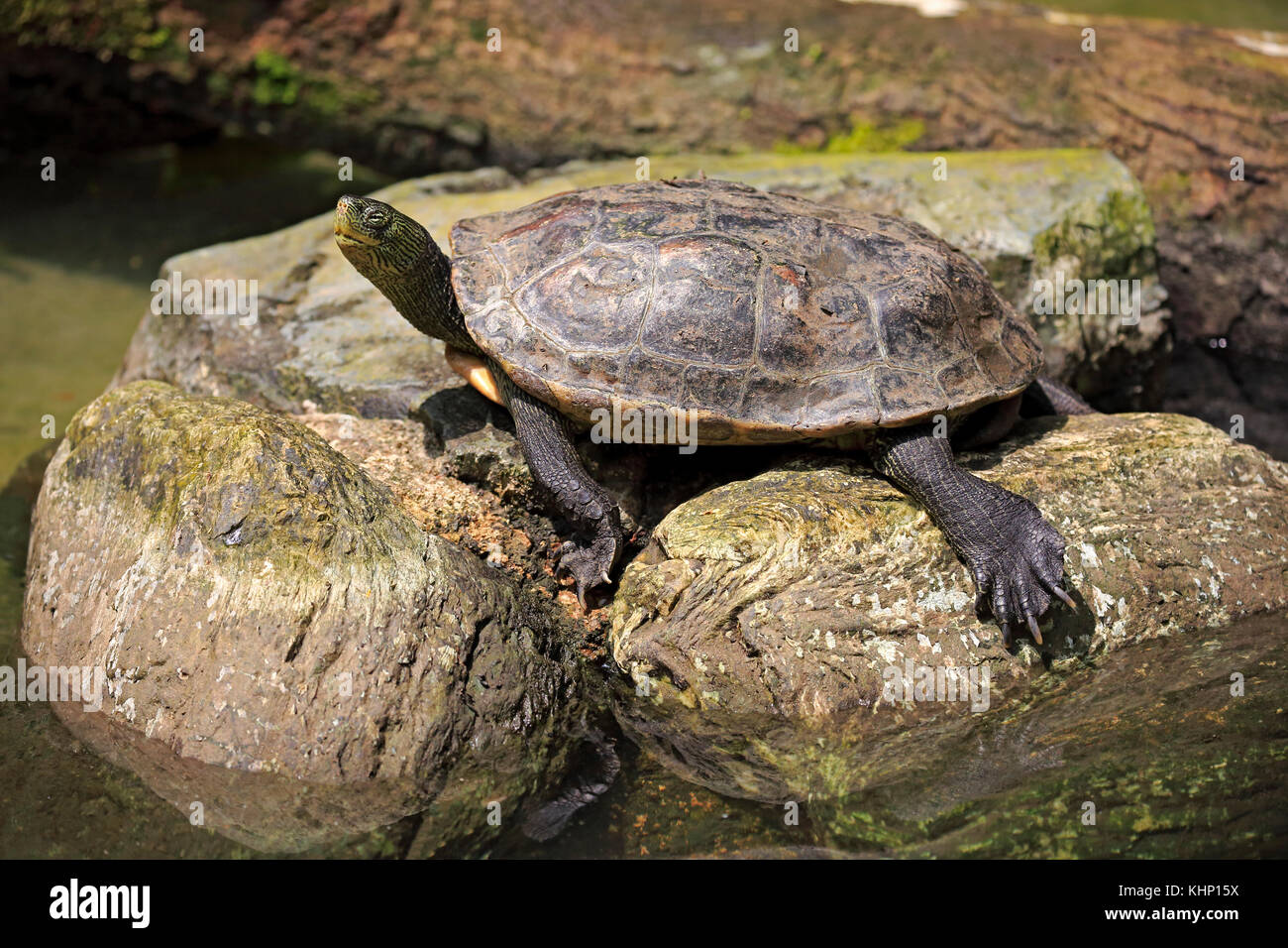 Chinese Stripe-necked Turtle (Ocadia sinensis), Singapore Zoo