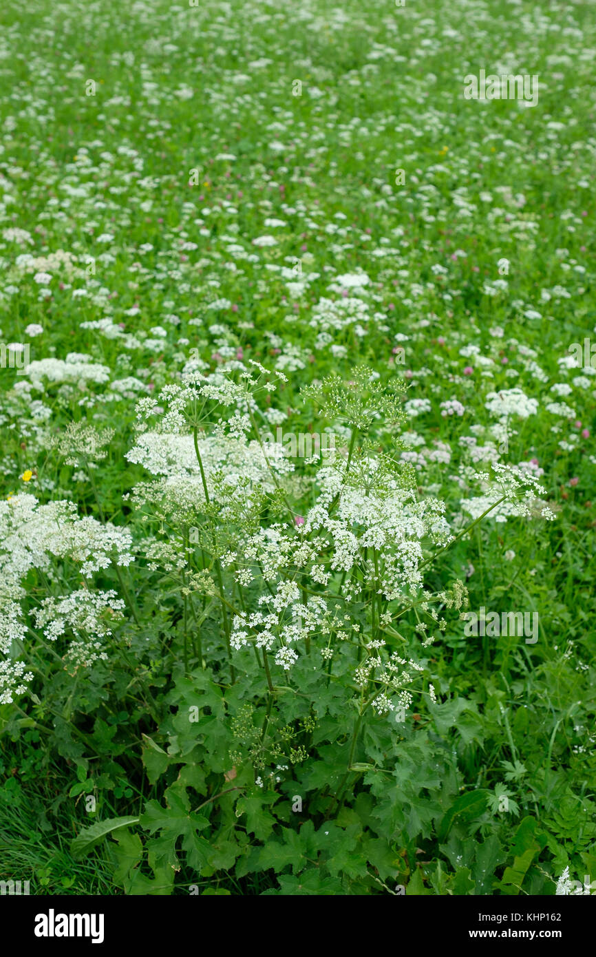 Flowers of yarrow (Achillea) on a green meadow in Bavaria Stock Photo
