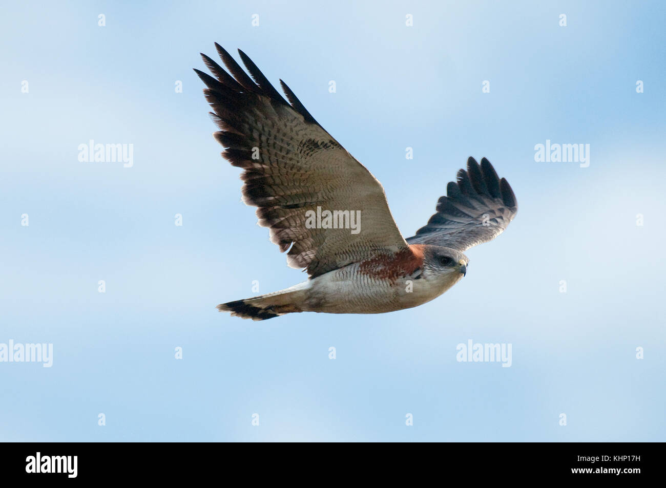 Red-backed Hawk (Buteo polyosoma) flying, Ecuador Stock Photo