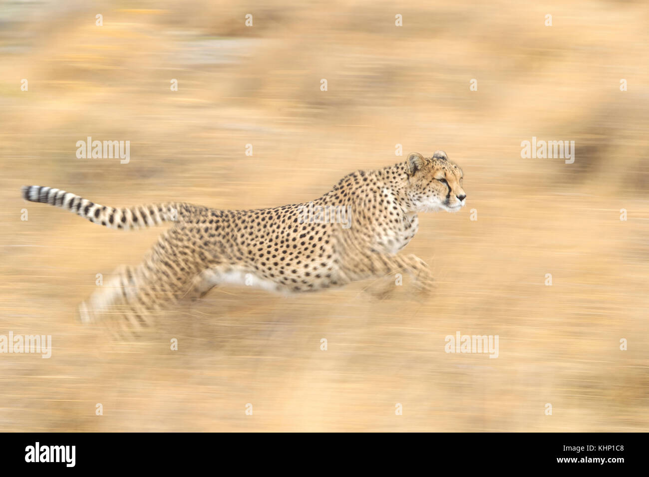 A Female Cheetah Running At Full Speed Chasing An Impala In Kenya Africa Stock Photo Alamy