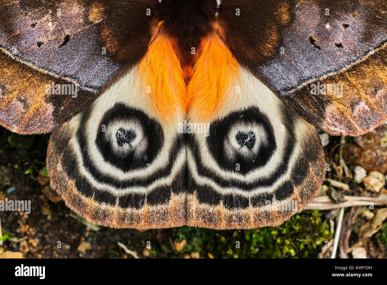 Moth (Automeris sp) with false eye-spots on hind wings, Guacharo Cave National Park, Colombia Stock Photo