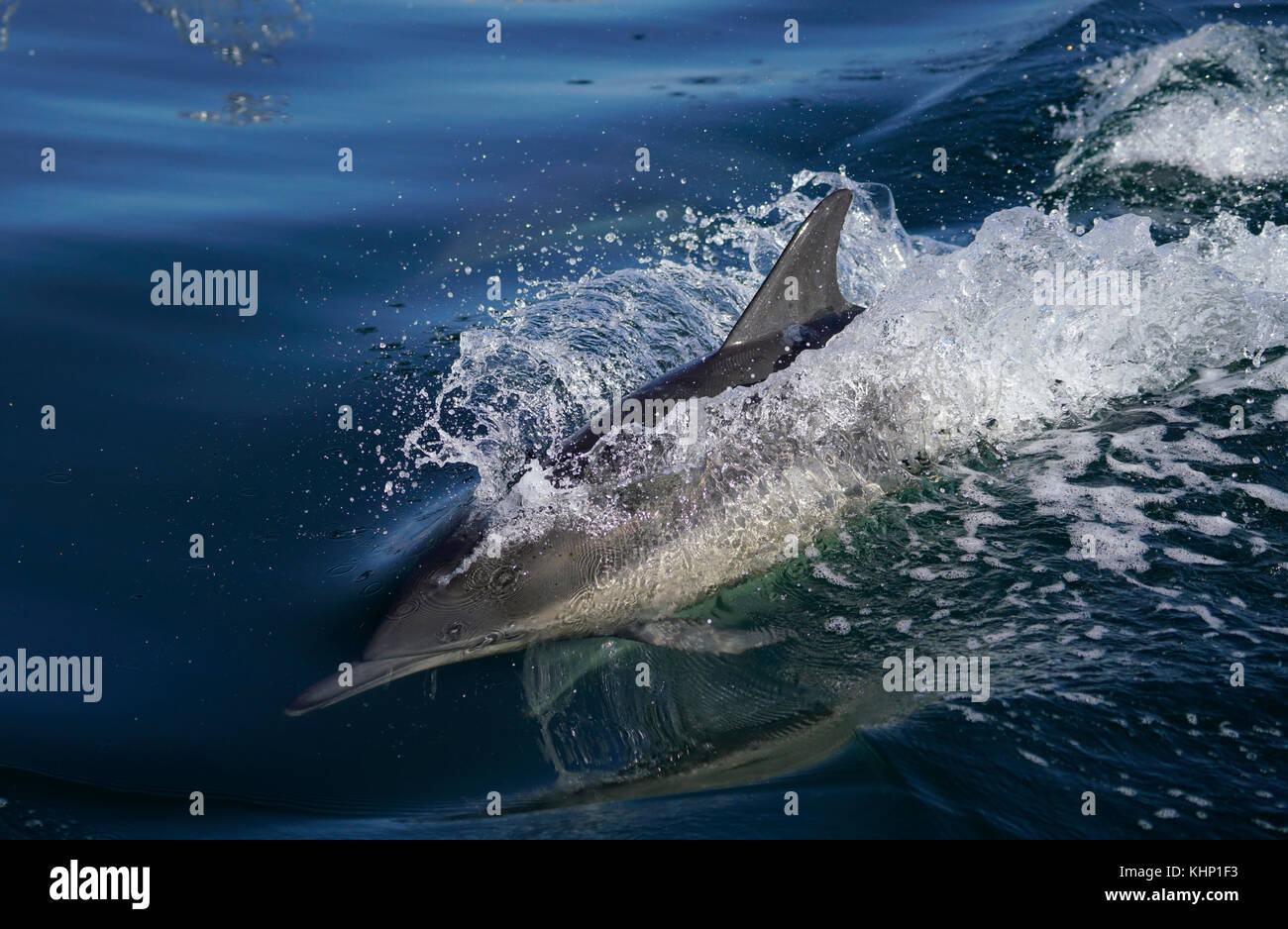 Long-beaked Common Dolphin (Delphinus capensis) porpoising, Monterey Bay, California Stock Photo