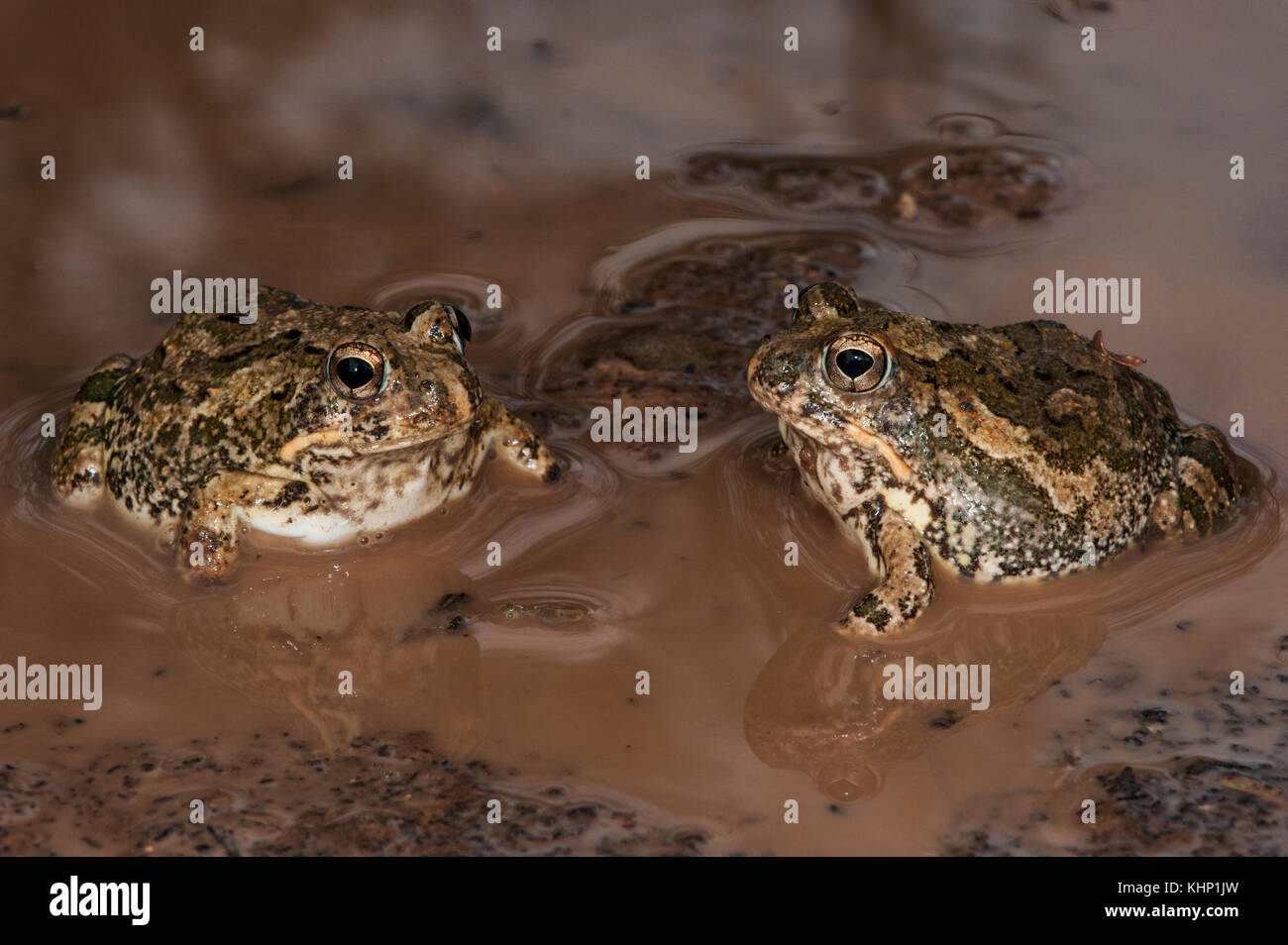 Tremolo Sand Frog (Tomopterna cryptotis) pair, Marakele National Park