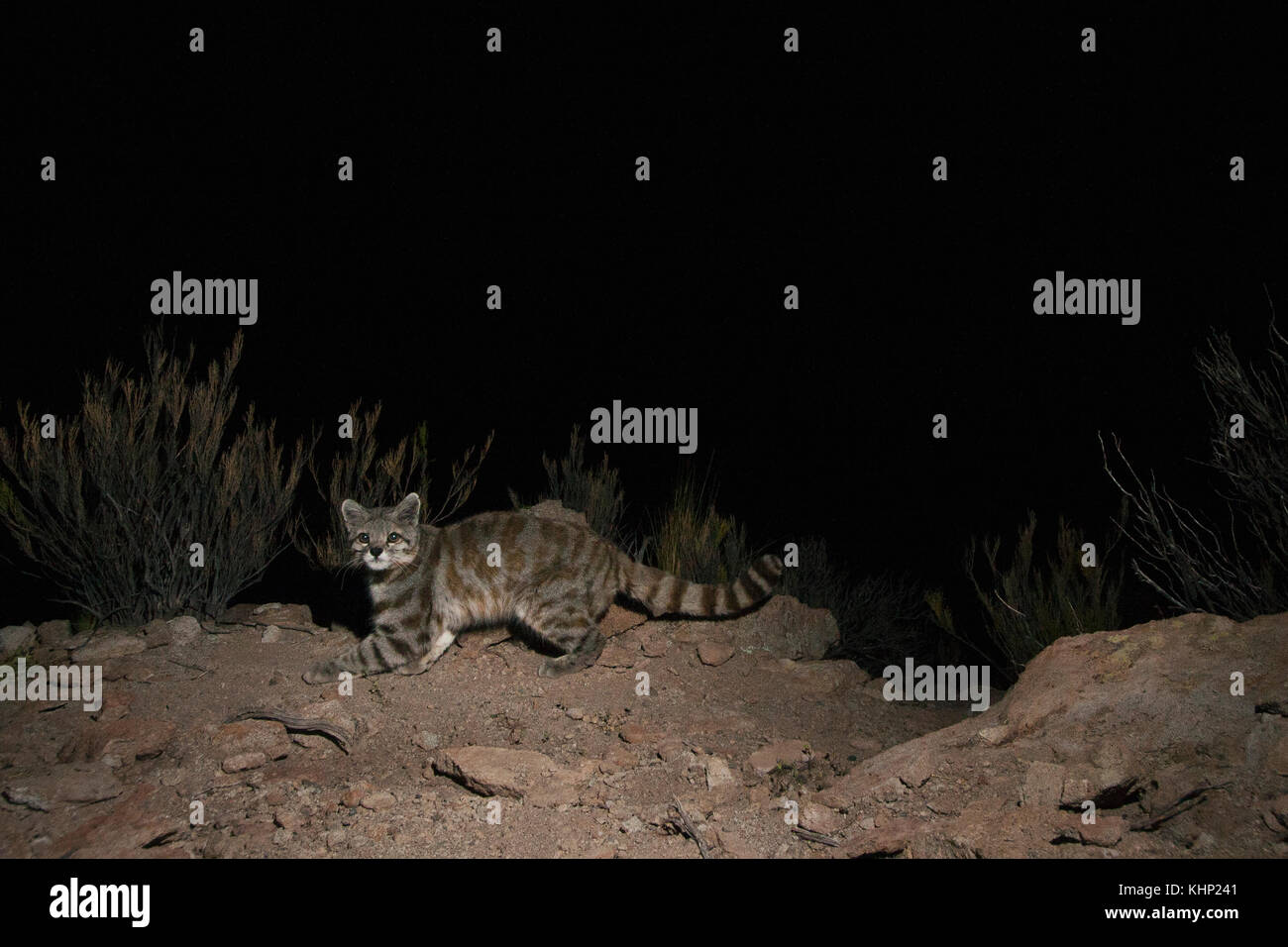 Andean Mountain Cat (Leopardus jacobita) at night, Abra Granada, Andes ...