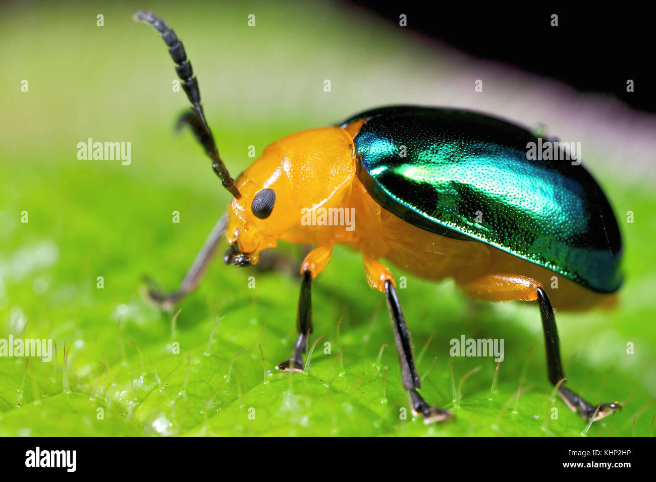 Leaf Beetle (Chrysomelidae), Marojejy National Park, Madagascar Stock Photo