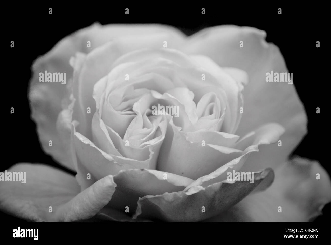 Rose in black and white Stock Photo Alamy